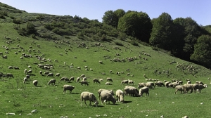 Pecore al pascolo sui Monti Simbruini - ph. D.Valfrè