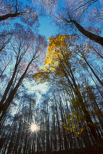 Beech forest in late fall - ph. F. Ferreri