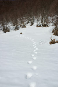 Tracks on the snow