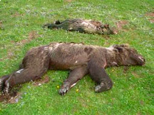 Minacce: orsi annegati - fonte web