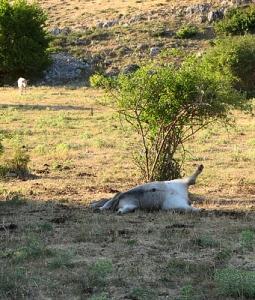 Threats: dead livestock, Gioia dei Marsi - photo D. Valfrè