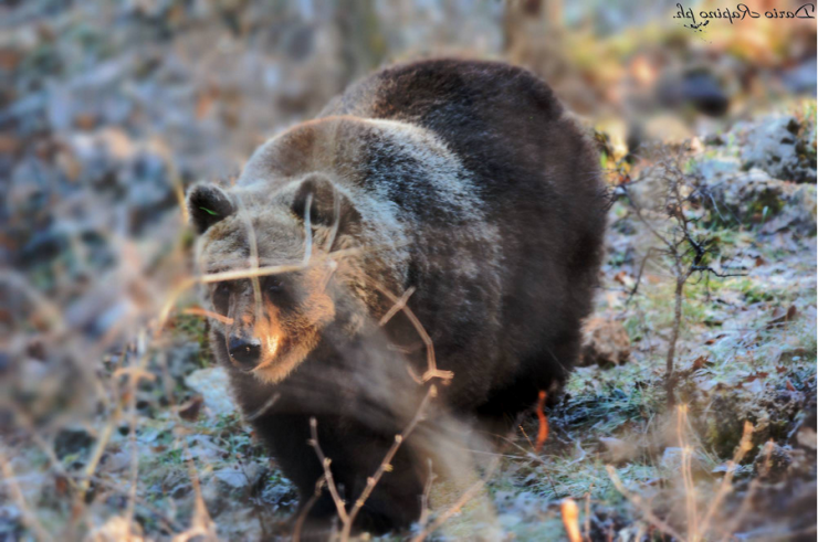 il_risveglio_dell_orso_marsicano_dario_rapino