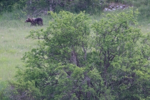 osservazione_orso_marsicano