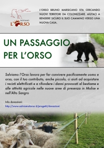 campagna_passaggio_orso