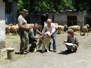 antonio-liberatore