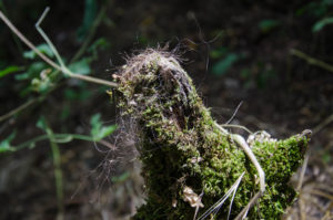 bear-hair