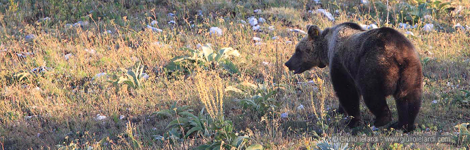 Orso bruno marsicano - ph. G.Ielardi