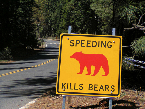 Speeding kills bears - fonte web