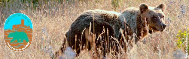 Locandina incontro orso Pettorano sul Gizio