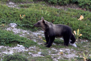 L'orso Ernico - ph. Francesco Culi