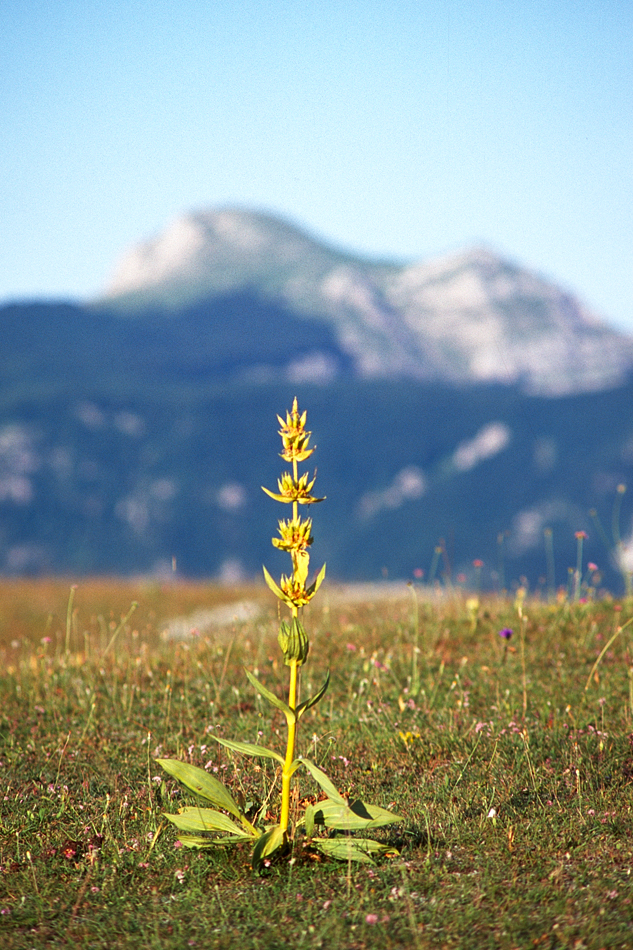 Simbruini, Campitellino - ph. F.Ferreri