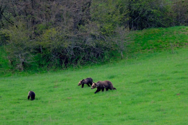 TENT e Salviamo l’Orso insieme per la tutela dell’orso bruno marsicano