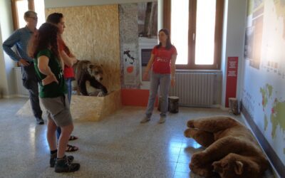 Il Museo dell’Orso di Pizzone ha riaperto le porte!