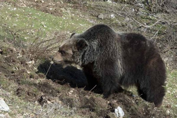 L’orso dell’Appennino. Quale futuro?