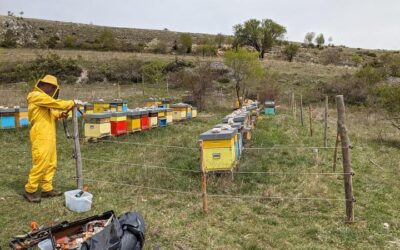 Aggiornamenti LIFE Bear-Smart Corridors