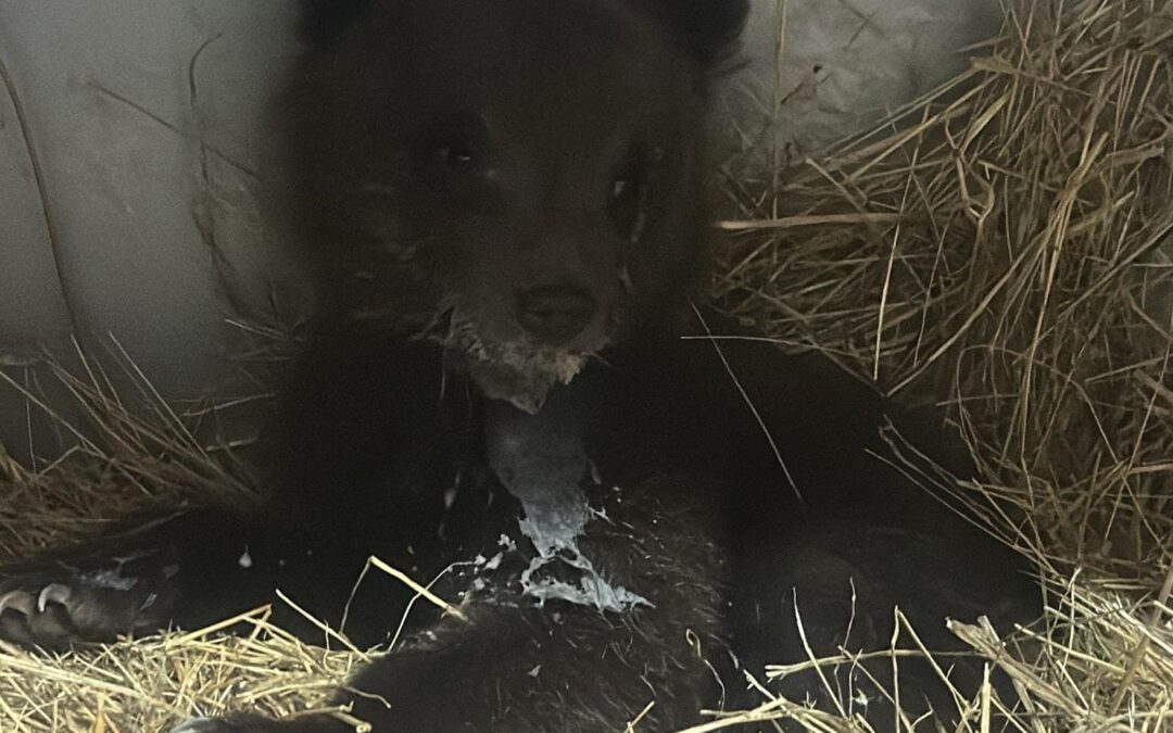 Marsican brown bear cub found abandoned by its mother