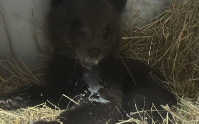 Trovata una cucciola di orso bruno marsicano abbandonata dalla madre