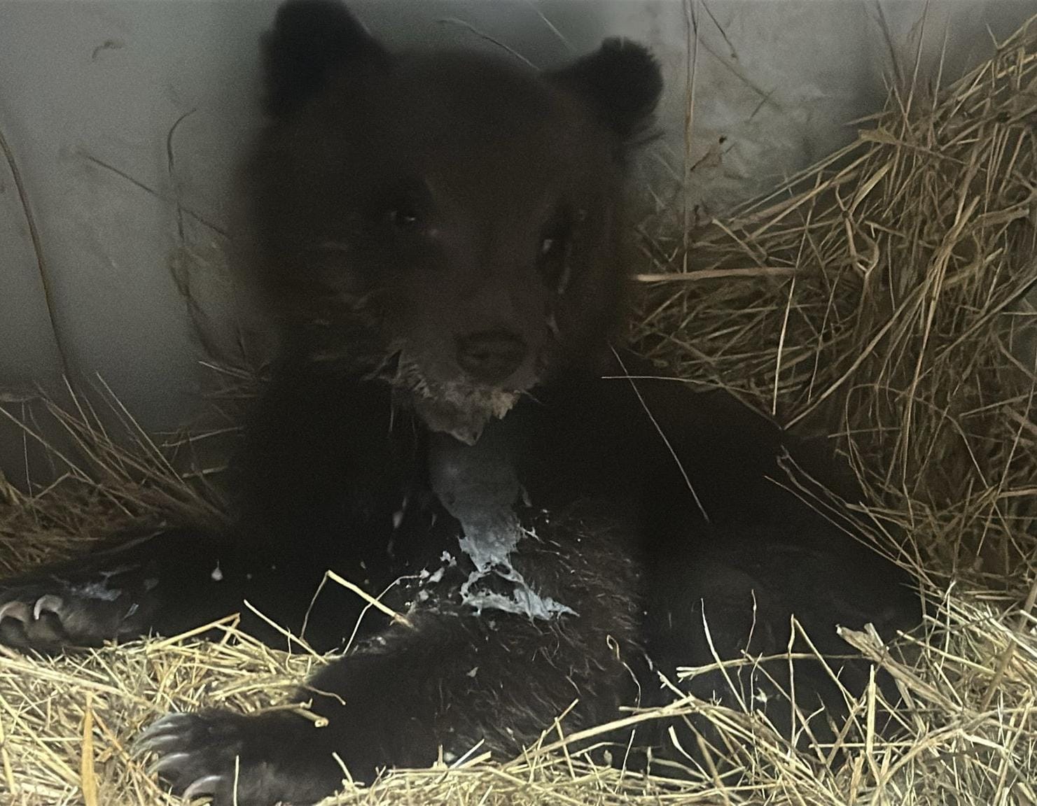 Cucciolo orso femmina abbandonato