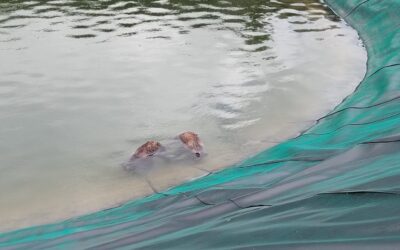 Due cuccioli di orso trovati morti nel bacino di innevamento artificiale della seggiovia del Carapale a Scanno