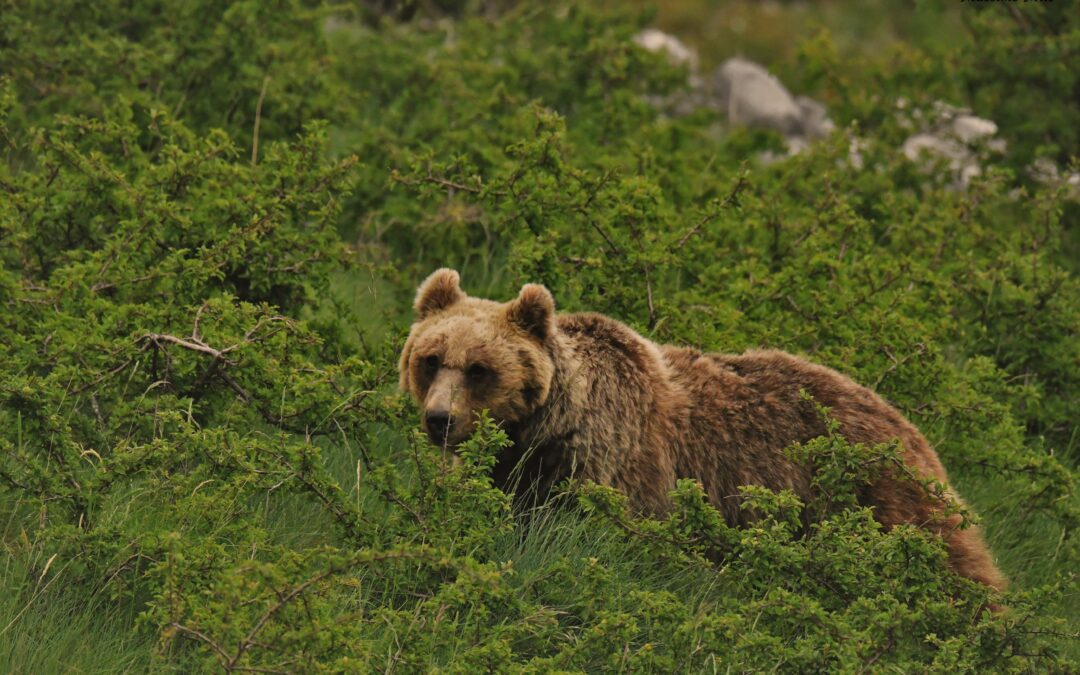 Gara cinofila mette in pericolo un’orsa e i suoi tre cuccioli a roccaraso