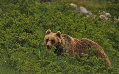 Gara cinofila mette in pericolo un’orsa e i suoi tre cuccioli a roccaraso
