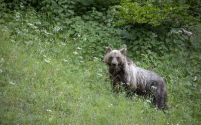 Si terrà in abruzzo la conferenza mondiale sull’orso