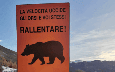 Closed numbers and strict controls for the safety of people and wildlife along SS83 in Abruzzo, Lazio and Molise National Park