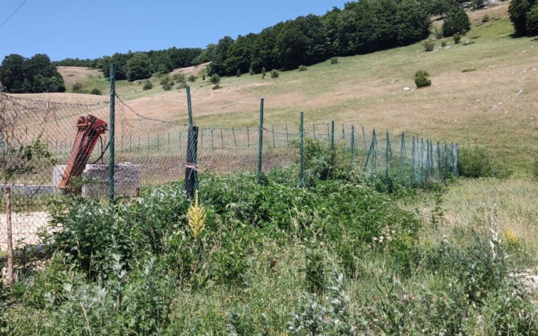 FIVE MONTHS AFTER THE DROWNING OF THE TWO BEAR CUBS, NO RESPONSE FROM THE AUTHORITIES