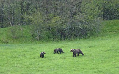 Court appeal to the Regional Administrative Court against the extension of the Hunting Wildlife Plan