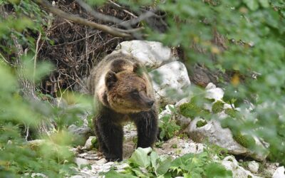 Marsican brown bear monitoring: first phase completed