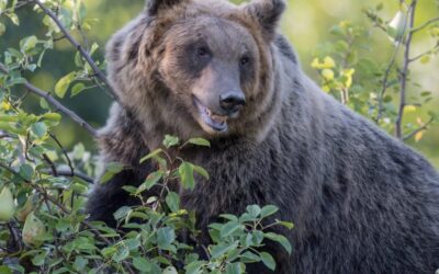 Coesistenza tra esseri umani e orso bruno marsicano: una possibile strada arriva dalla genetica
