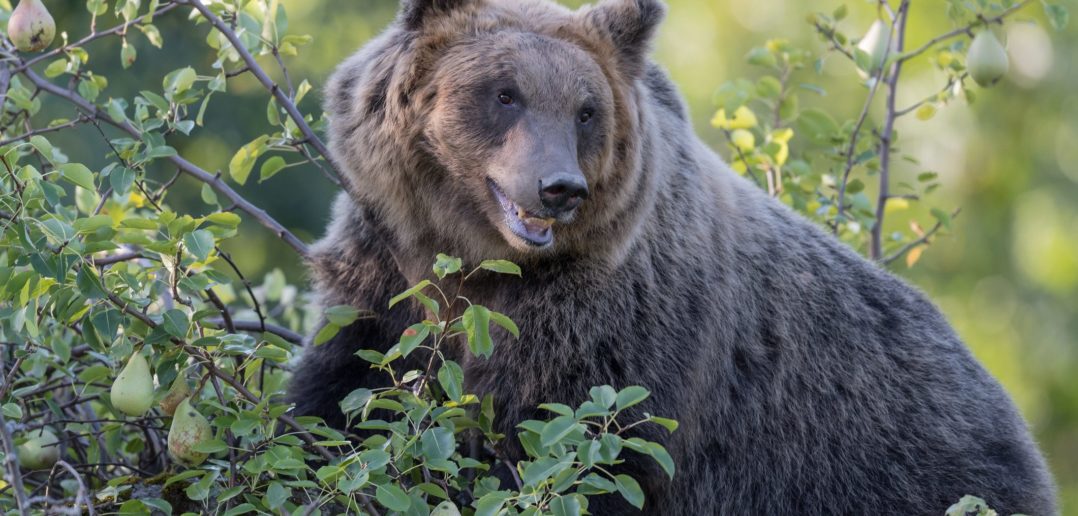 Orso bruno marsicano
