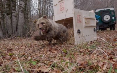 l’orsetta nina torna libera