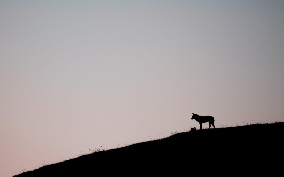 “Stories of Wolves”: from conflict to alliance. In pettorano sul gizio the presentation of Gianluca Damiani’s book.