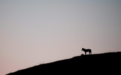 “Storie di Lupi”: dal conflitto all’alleanza. A pettorano sul gizio la presentazione del libro di Gianluca Damiani.