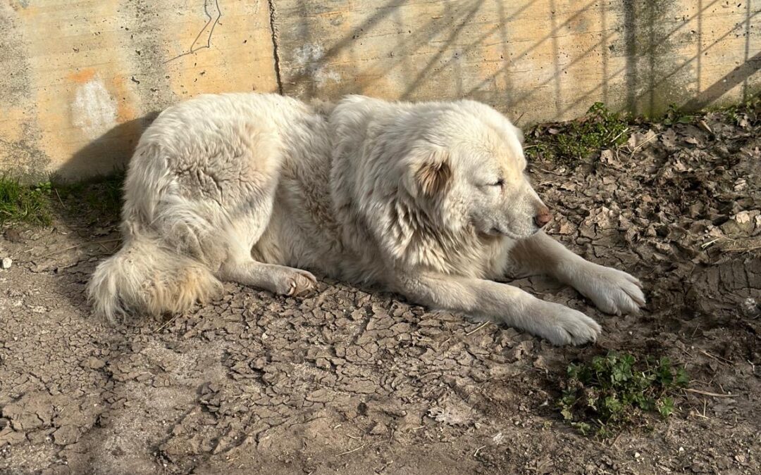 Sheepdog vaccination campaign resumes