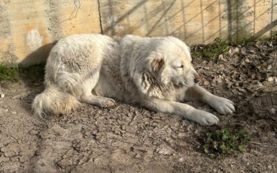 Sheepdog vaccination campaign resumes