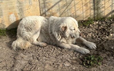 Riprende la campagna di vaccinazione dei cani da pastore