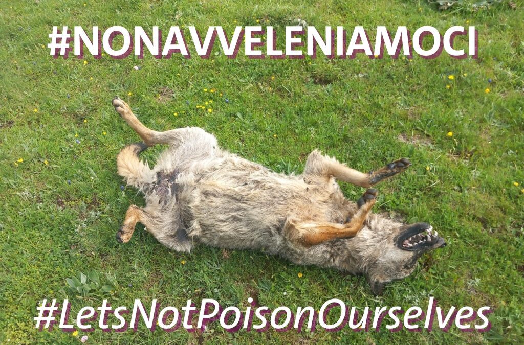 Poison wipes out wolves and other wildlife in Alfedena and Pescasseroli