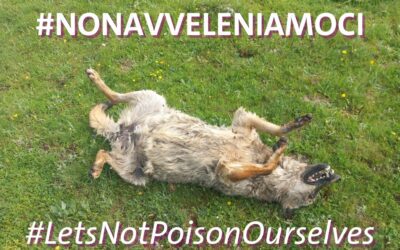 Il veleno fa strage di lupi e altra fauna ad Alfedena e Pescasseroli