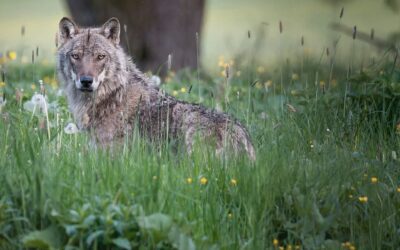 Allevatori e contributi europei: chi specula sui pascoli?