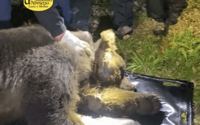 Libero, l’orso simbolo della continua lotta al bracconaggio