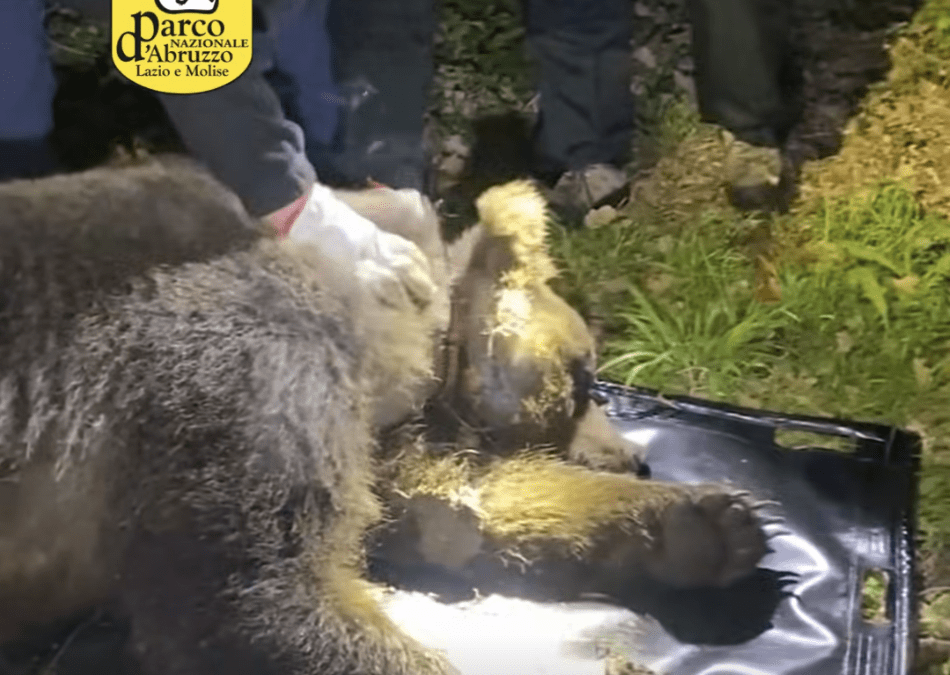 Libero, the bear symbol of the ongoing fight against poaching