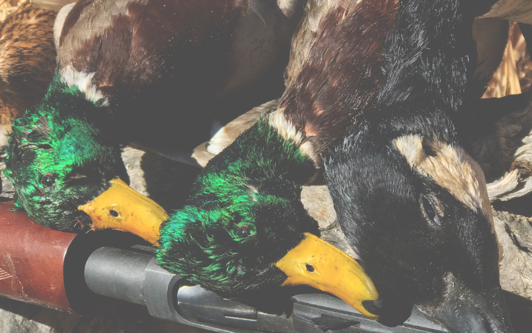 Italy’s Hunting Bill 1552: An Unprecedented Attack on Wildlife and Biodiversity