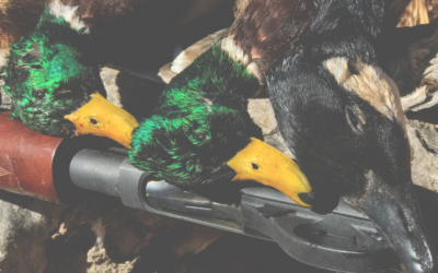 DDL Caccia 1552: un attacco senza precedenti alla fauna selvatica e alla biodiversità