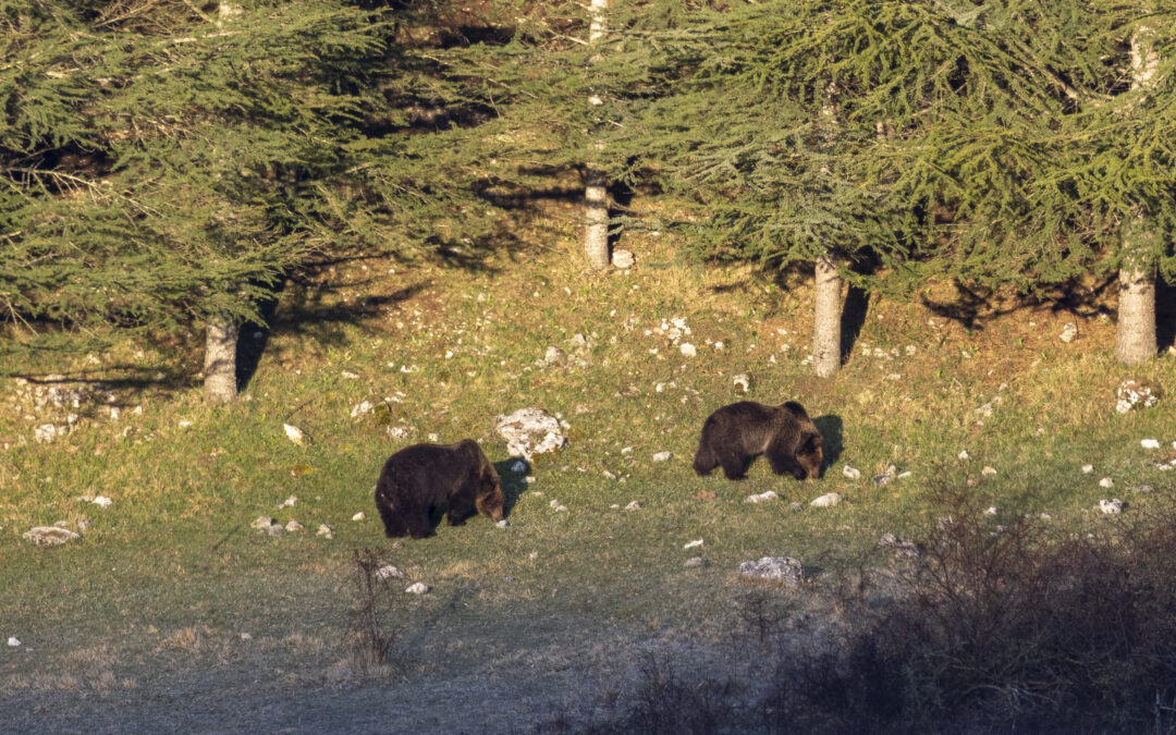 Gabbietta has two cubs: good news that calls for respect, not noise