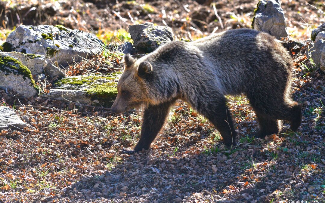 81 individui di orso marsicano: la prima fotografia dell’intera popolazione conferma i progressi, ma il futuro si gioca fuori dal Parco