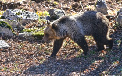 81 individui di orso marsicano: la prima fotografia dell’intera popolazione conferma i progressi, ma il futuro si gioca fuori dal Parco
