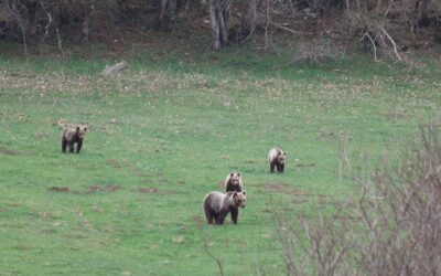 Orso bruno marsicano: nel 2025 censite 7 femmine con cuccioli e almeno 16 nuovi nati