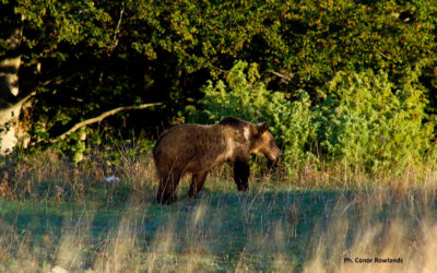 The Marsican Brown Bear in Umbria and Marche: A Story of Returns, Tracks and Sightings